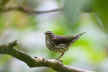 Northern Waterthrush (Parkesia noveboracensis)
