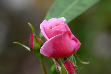 lose up view of a beautiful pink Rose with a green background
