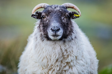 Scotland, Outer Hebrides, Lewis and Harris, Beautiful view of island, Scottish sheep in field