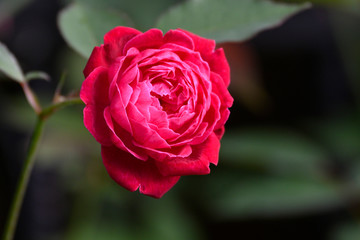 Close up of a small red rose