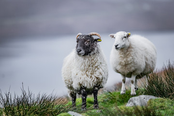Scottish sheeps in field