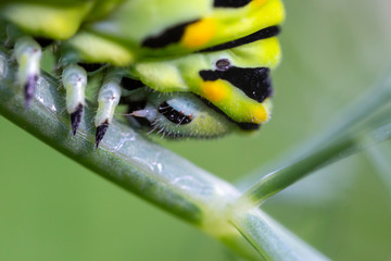 Closeup of a swallowtail butterfly caterpillar