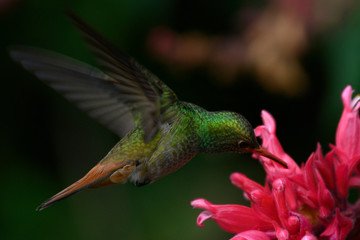 Rufous-tailed Hummingbird (Amazilia tzacatl)