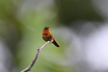 View of a beautiful and tiny Scintillant Hummingbird (Selasphorus scintilla) male perched on top of a tree branch