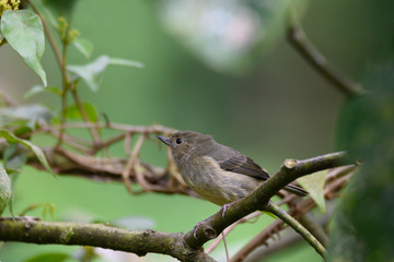 Slaty Flowerpiercer (Diglossa plumbea) Female