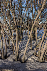 2019.02.19, Moscow, Russia. winding trunks of lilac in the snow. Botanical world at winter season.