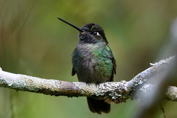 Fototapeta na wymiar Close up view of a Talamanca Hummingbird or Admirable Hummingbird (Eugenes spectabilis) on a tree branch