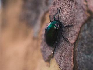 green beetle