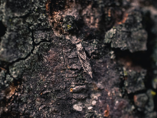 Camouflaged insect on a tree 