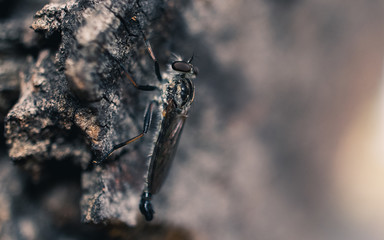 Insect sitting on a tree
