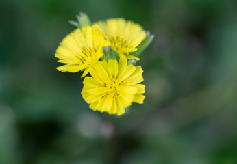 Close up view of tiny yellow wild flowers with shallow focus