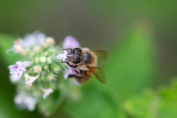 Honey bee on catnip mint