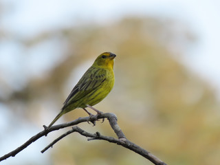 Bird over tree branches. Bird free in nature