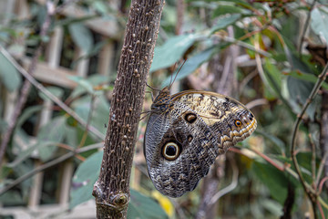 Butterfly on a leaf in the tropical garden