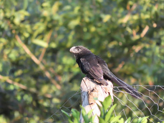 bird called Crotophaga ani on a sunny afternoon