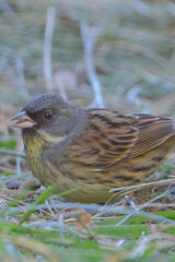 black faced bunting