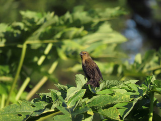 Bird over tree branches. Bird free in nature