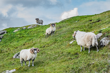 Scottish sheeps in field