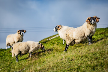 Scottish sheeps in field