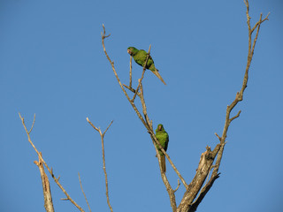two green macaws on dry branch with blue sky