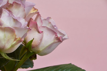 Bouquet of blooming pink roses on a pink background, greeting card or concept