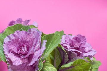 Brassica Oleracea Capitata or decorative cabbage bouquet on a pink background, greeting card or...