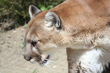 Naklejka premium lion