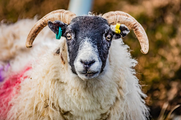 Scotland, Outer Hebrides, Lewis and Harris, Beautiful view of island, Scottish sheep in field