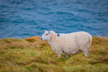 Scotland, Outer Hebrides, Lewis and Harris, Beautiful view of island, Scottish sheep in field
