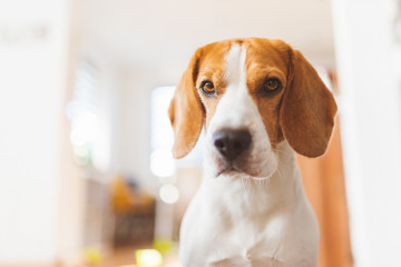 Portrait of purebred beagle dog sitting on couch in living room. Head closeup in bright room.