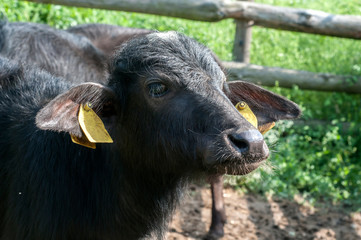 Young black calf head closeup in country farm