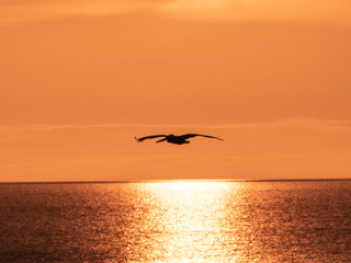 Fototapeta na wymiar Pelican Sunset