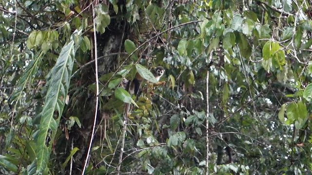 Squirrel monkey - Cuyabeno Wildlife Reserve