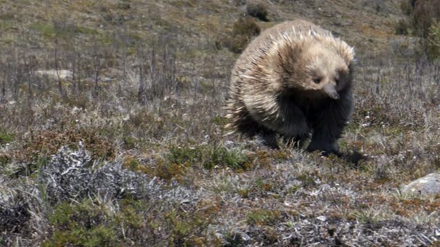 close up of an echidna approaching in the central plateau conservation area of tasmania, australia