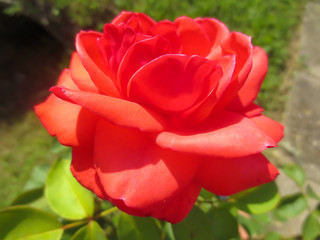 red rose in the garden