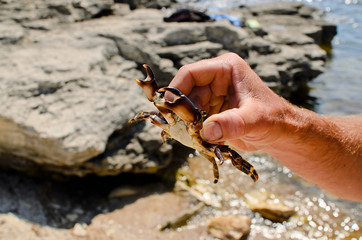 crab on hand