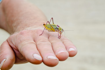 green grasshopper on a hand