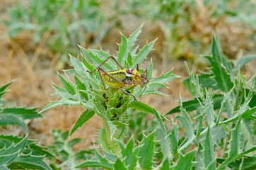 green grasshopper on a leaf
