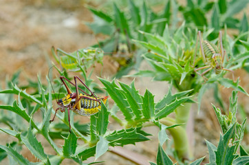 green grasshopper on a leaf
