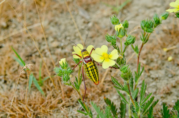 green grasshopper on a leaf