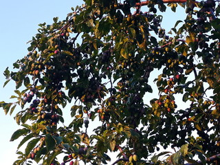 leaves and plums on the branch of a tree and blue sky