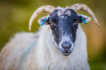 Scotland, Outer Hebrides, Lewis and Harris, Beautiful view of island, Scottish sheep in field