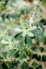 Flower botanical garden succulent plant 