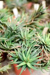 Fototapeta premium Flower botanical garden succulent plant 