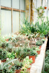 Flower botanical garden succulent plant 