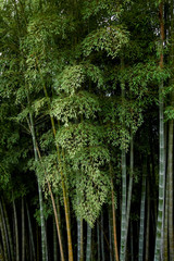 Green bamboo tree botanical garden