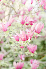 Fototapeta na wymiar Pink flower garden spring beautiful