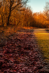 Obraz premium Walking in the forest in autumn