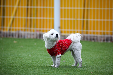 Happy puppies in a private playground