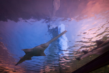 Sawfish with its long rostrum, also known as carpenter shark - type of ray, swimming in Sydney aquarium - underwater view with evening blue pink sky - obrazy, fototapety, plakaty